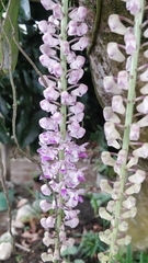 Rhynchostylis