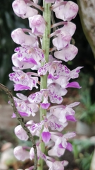 Rhynchostylis