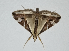 Agrioglypta excelsalis