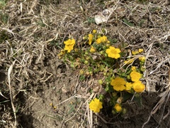 Potentilla crantzii