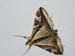 Agrioglypta excelsalis