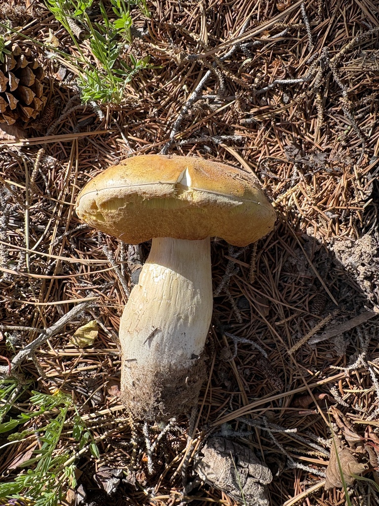 Ruby Porcini · June 2026 · photo: Photo: (c) Mike Dechter, some rights reserved (CC BY) · iNaturalist