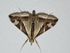 Agrioglypta excelsalis