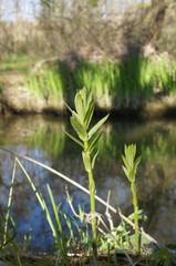 Lysimachia vulgaris