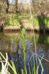 Lysimachia vulgaris