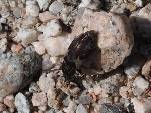 Common Carrion Beetle