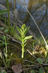 Lysimachia vulgaris