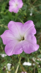 Petunia