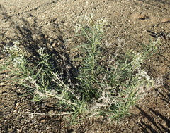 Heliotropium lineare