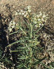 Heliotropium lineare