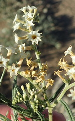 Heliotropium lineare