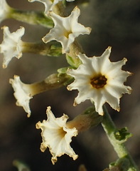 Heliotropium lineare