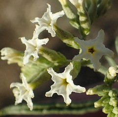 Heliotropium lineare