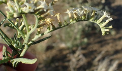 Heliotropium lineare