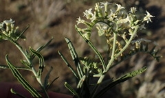 Heliotropium lineare