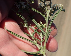 Heliotropium lineare