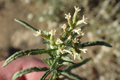 Heliotropium lineare