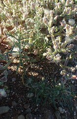 Heliotropium lineare