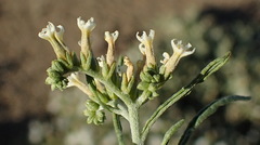 Heliotropium lineare