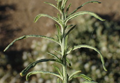 Heliotropium lineare