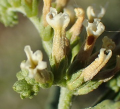 Heliotropium lineare