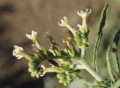 Heliotropium lineare