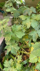 Geranium sylvaticum