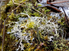 Ramalina subfarinacea