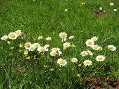 Anthemis pseudocotula