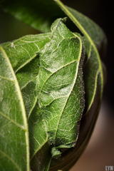 Avatha discolor
