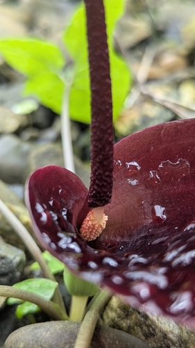 Typhonium blumei, photograph 2