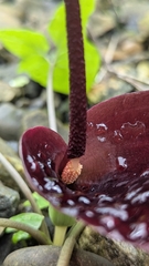Typhonium blumei, photograph (c) Cheng-Te Hsu, some rights reserved (CC BY)