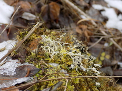 Ramalina subfarinacea