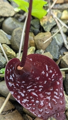 Typhonium blumei, photograph (c) Cheng-Te Hsu, some rights reserved (CC BY)