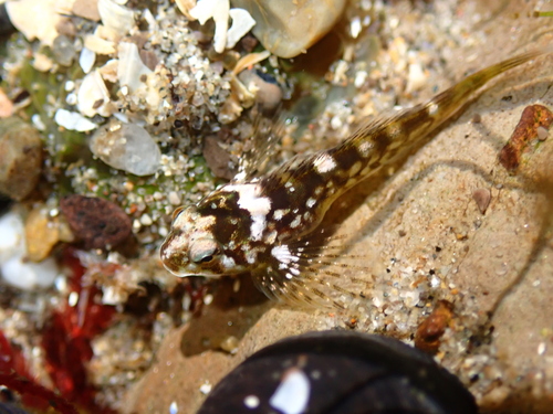 Bald sculpin (Clinocottus recalvus) — Cottidae — 5