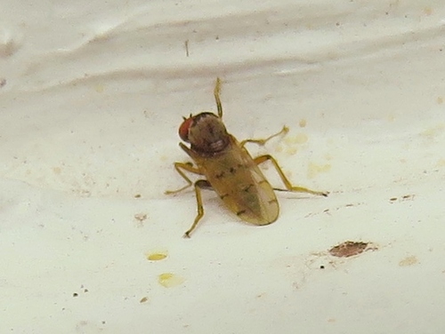 Syneches simplex photo 5