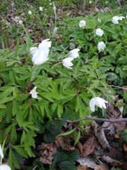 Anemonoides nemorosa