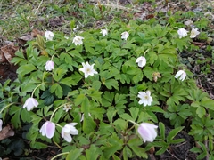 Anemonoides nemorosa