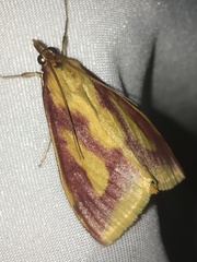 Ostrinia palustralis