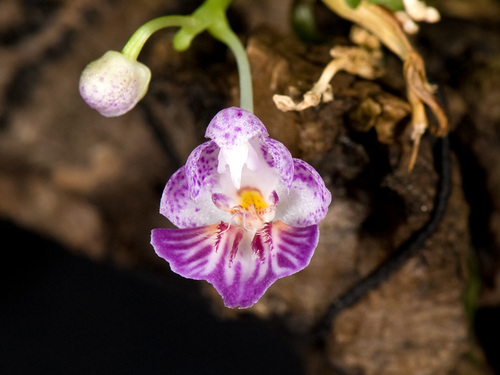 Appendiculata Orchid