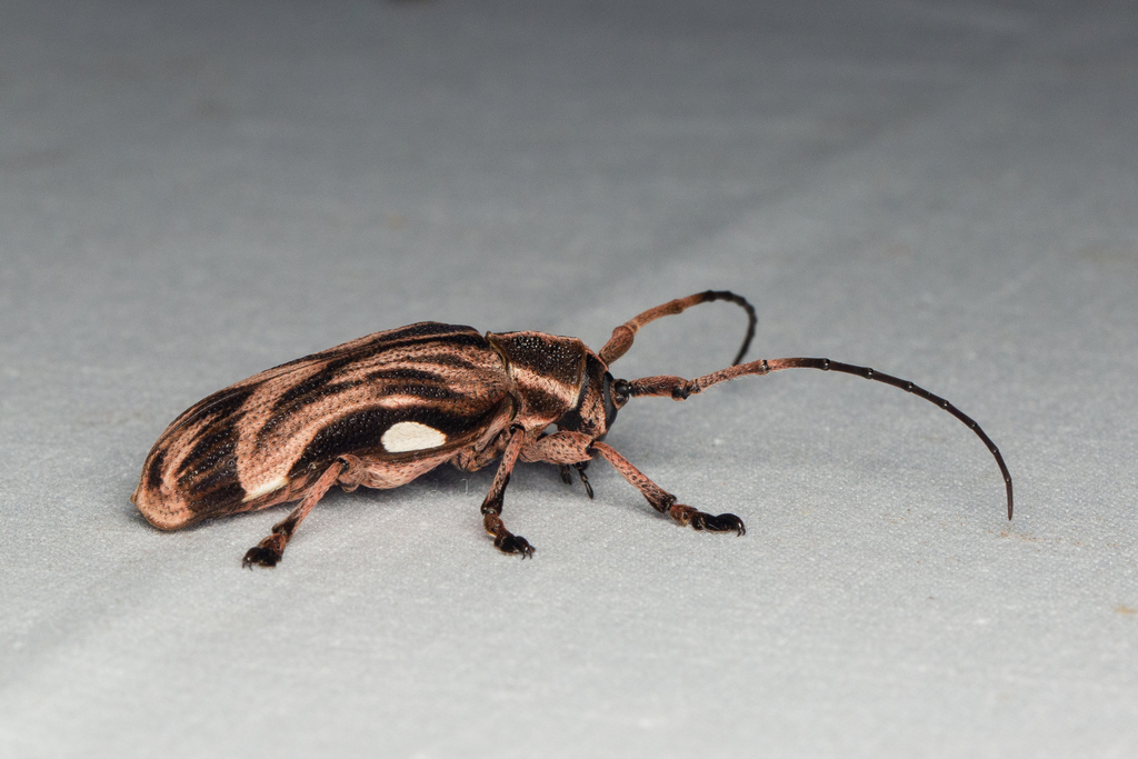Cyrtogrammus sumatranus