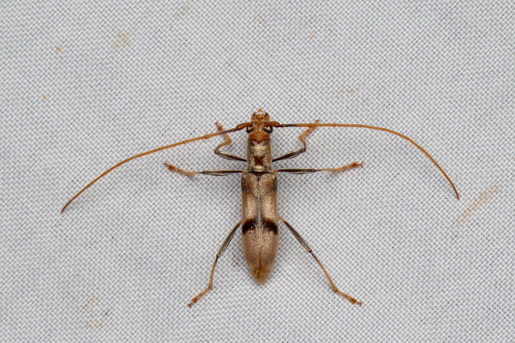 Salpinia diluta