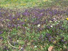 Glechoma hederacea
