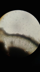 Rhizocarpon petraeum