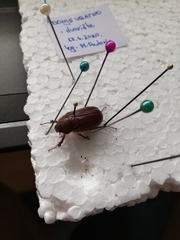 Holochelus