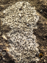 Rhizocarpon petraeum