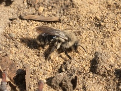 Andrena vaga