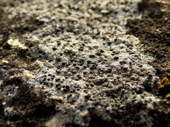 Rhizocarpon petraeum