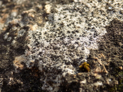 Rhizocarpon petraeum