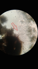 Rhizocarpon petraeum